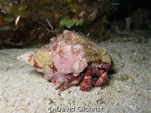 Hermit Crab on Night Dive, Canon S100, Waterproof Case, C... by David Gilchrist 